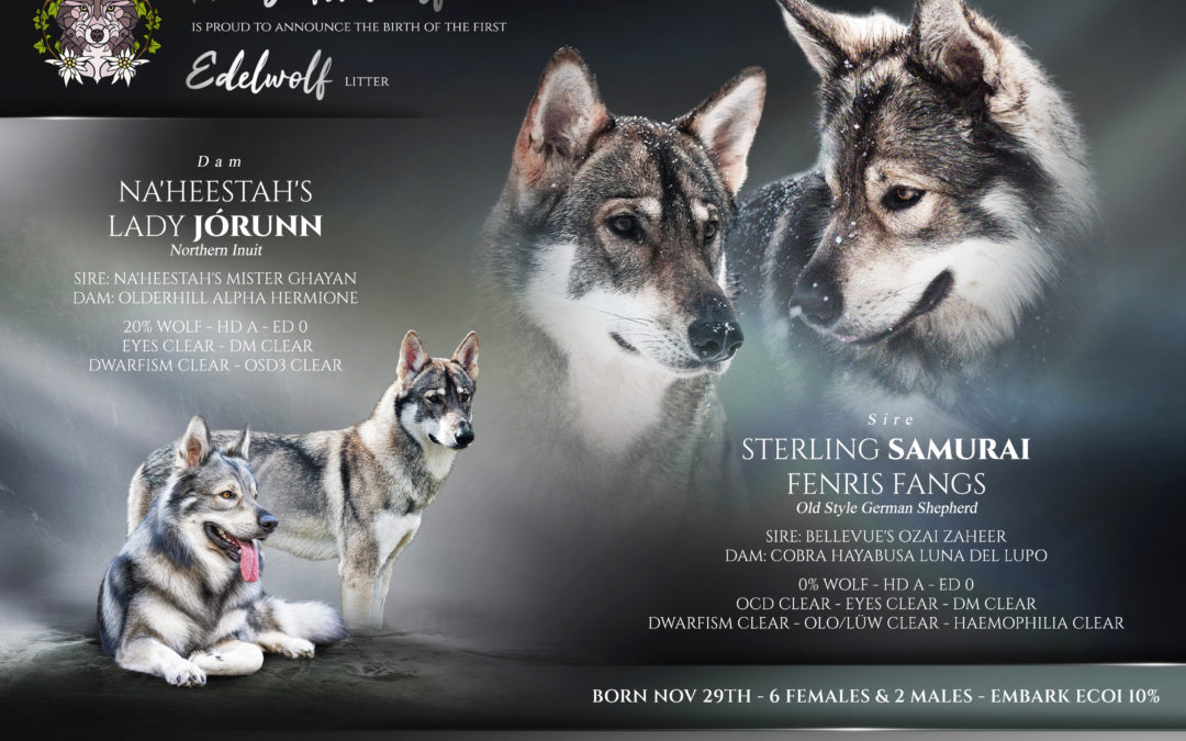 The first Edelwolf litter is here !