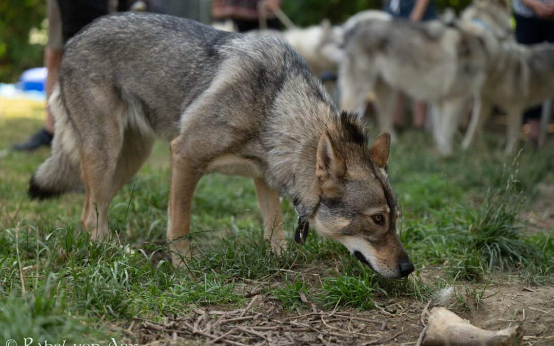 Grisha’s Health Test Results and Approval for Breeding